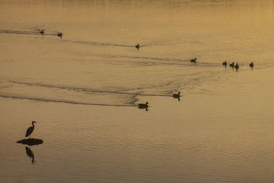 Silhouette birds on lake