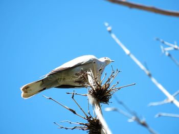 Low angle view of plant against clear blue sky