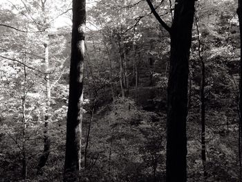 View of trees in the forest