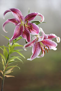 Close-up of pink flowering plant