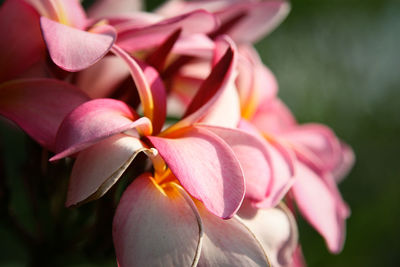 Close-up of pink flowers blooming in park