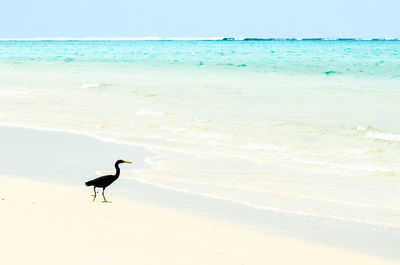 Bird on beach against clear sky