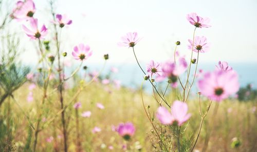Close-up of pink cosmos flowers blooming on field