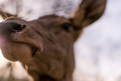 Close-up portrait of horse