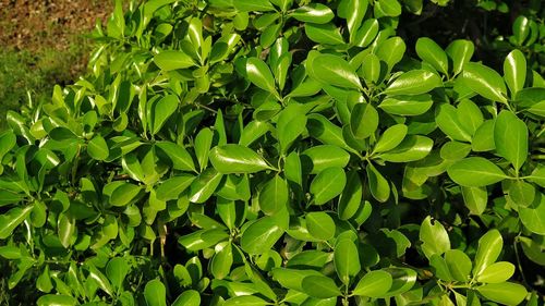 High angle view of plants on sunny day