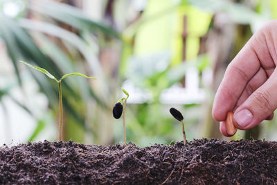 Close-up of hand sowing seed in soil