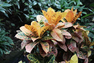 High angle view of dry leaves on field