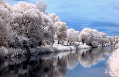 Reflection of snow covered trees in lake