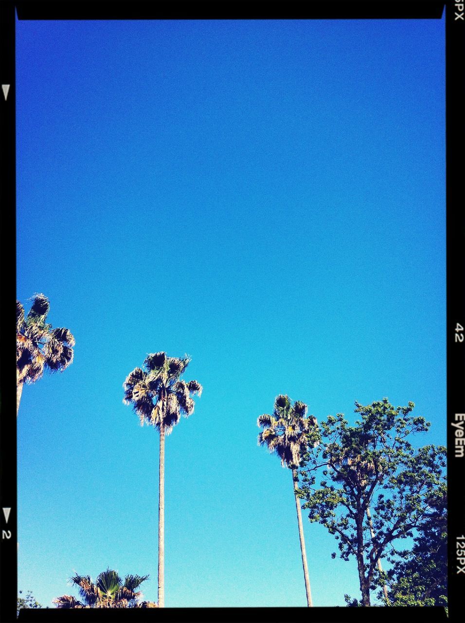 clear sky, blue, low angle view, transfer print, copy space, auto post production filter, tree, street light, outdoors, high section, day, nature, lighting equipment, no people, built structure, sky, growth, tall - high, beauty in nature, pole