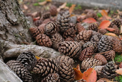 conifer cone