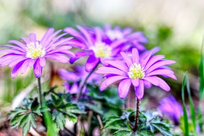 Close-up of pink flowering plant