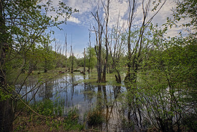 Scenic view of lake in forest against sky