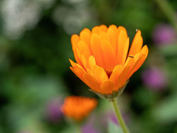 Close-up of orange flower