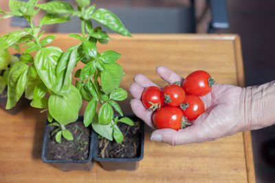 Cropped hand of person holding fresh tomatoes by potted plant