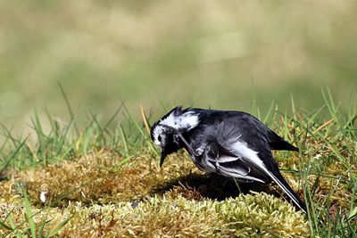Close-up of bird on field
