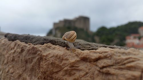 Snail on retaining wall