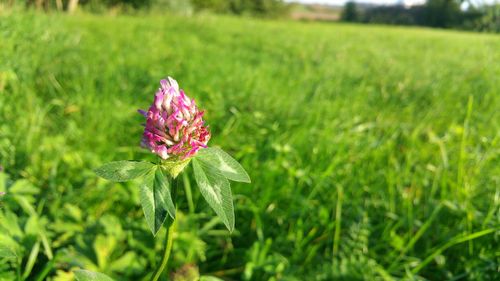 Close-up of flower blooming in field