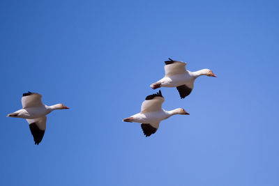 Trio of snow geese in flight against clear blue sky during a sunny spring morning