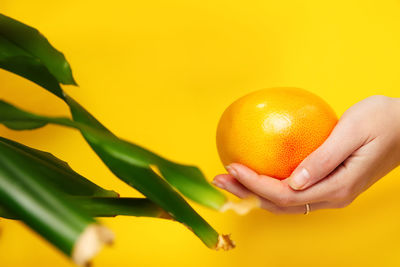 Female hand holding while of a orange grapefruit, green plant background. healthy food concept. 