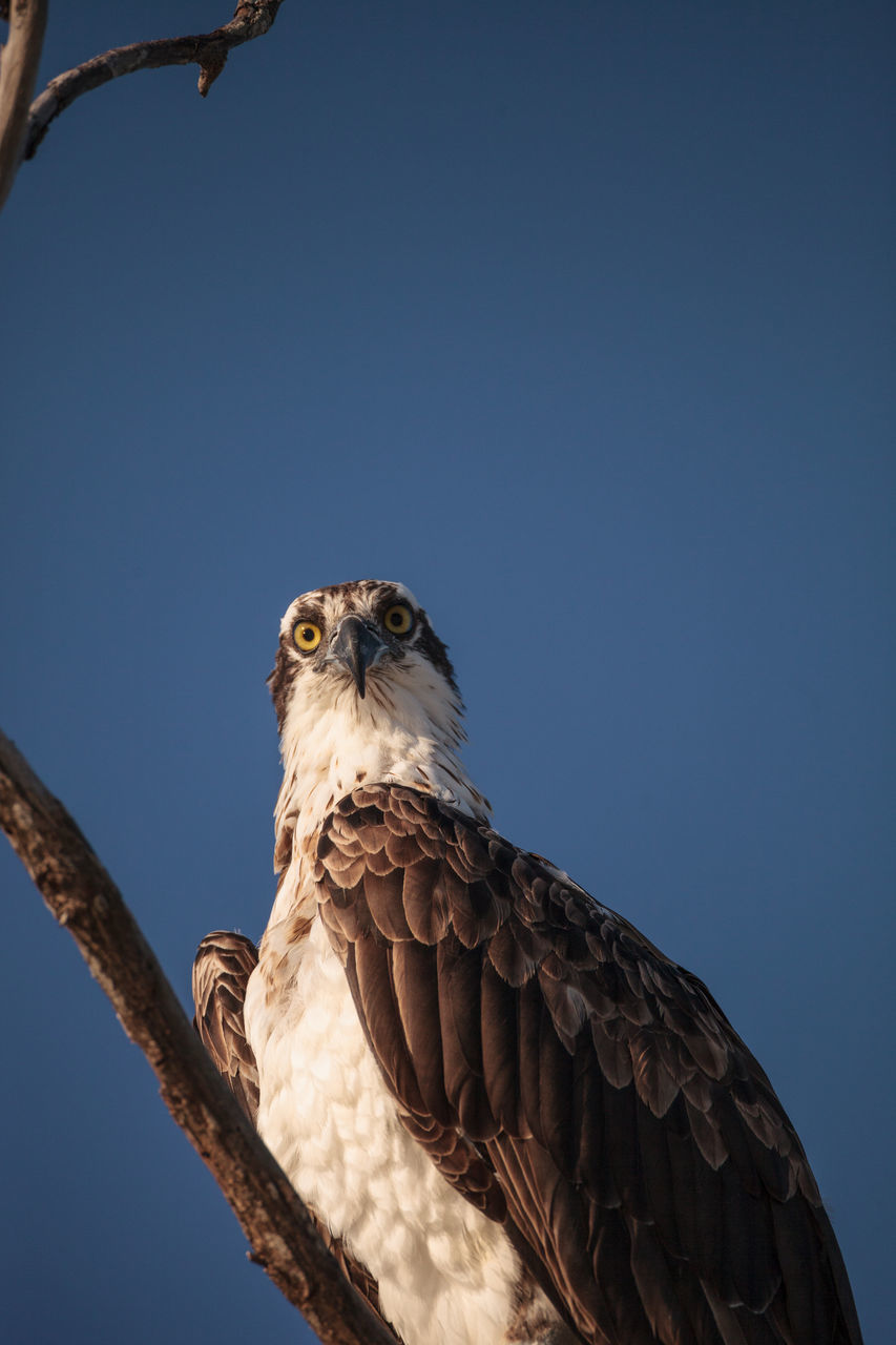 LOW ANGLE VIEW OF OWL PERCHING ON A ROCK