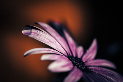 Close-up of wet pink flower