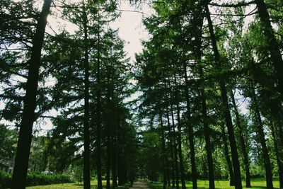 Trees in forest