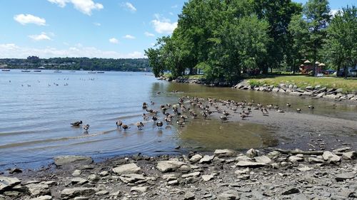 Swans swimming in lake against sky