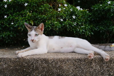 Portrait of a cat resting