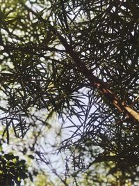 Low angle view of tree in forest