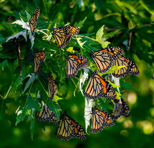 Close-up of butterfly pollinating flower