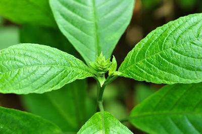 Close-up of plant