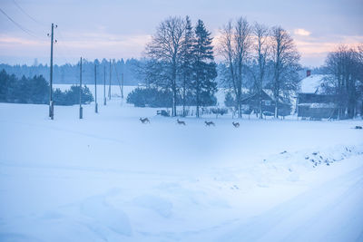 A calm and quiet winter morning in rural area. snowy landscape of northern europe.