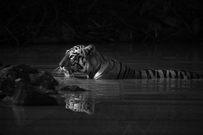 Close-up of tiger in lake