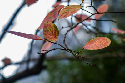 Close-up of fruit on tree