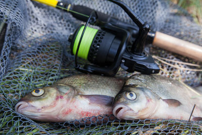 Close-up of fish