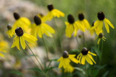 Close-up of yellow daisy flowers on field