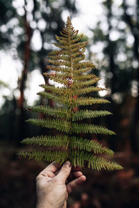 Close-up of hand holding leaves of tree