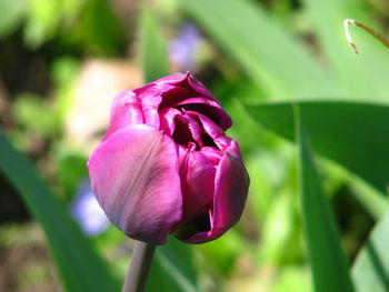 Close-up of pink rose flower