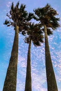 Low angle view of palm trees against blue sky