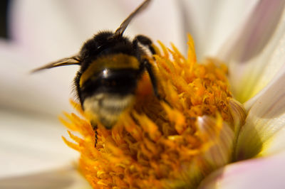 honey bee