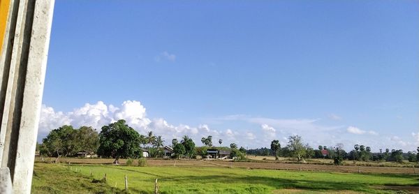 Panoramic shot of trees on field against sky