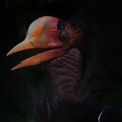 Close-up of a helmeted hornbill 