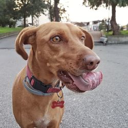 Close-up of dog sticking out tongue