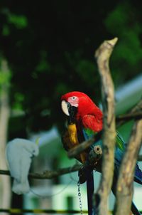 Close-up of parrot