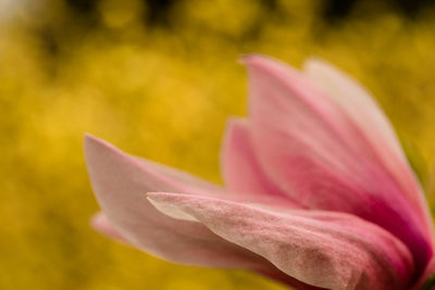 Close-up of pink crocus blooming outdoors