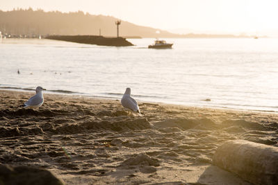 Seagull perching on beach against sky during sunset