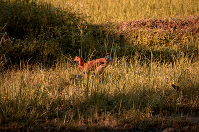 Side view of bird on grass against landscape