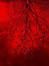 Full frame shot of orange tree