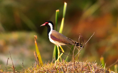 Close-up of bird perching on grass