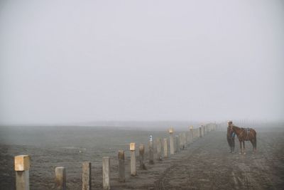 Horse standing on sea against sky